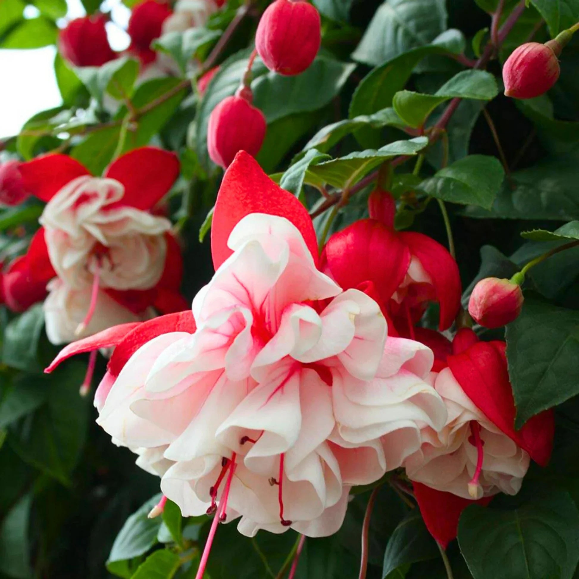 Red White Fuchsia seeds for borders and garden beds
