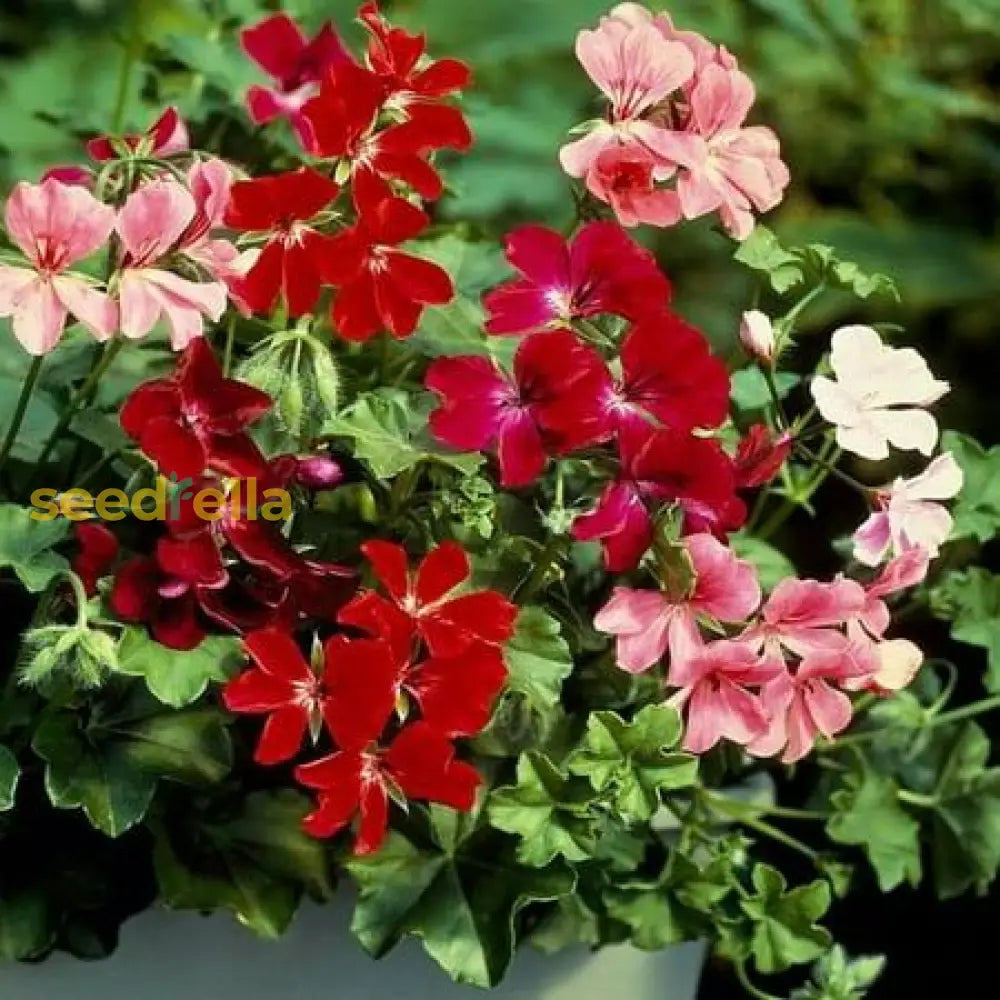 Red White Geranium Flower Seeds