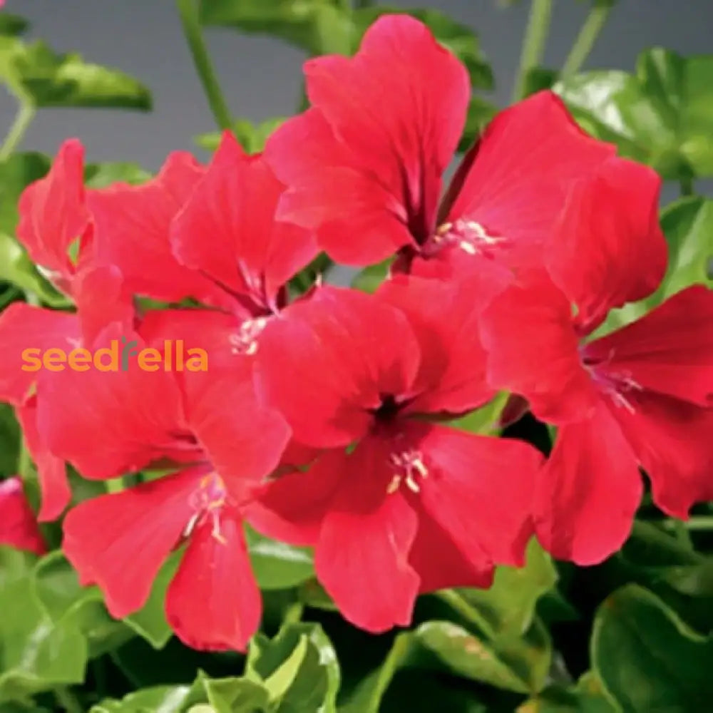 Red White Geranium Flower Seeds