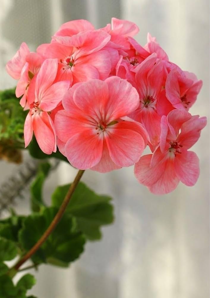 Red and White Geranium flowers in pots
