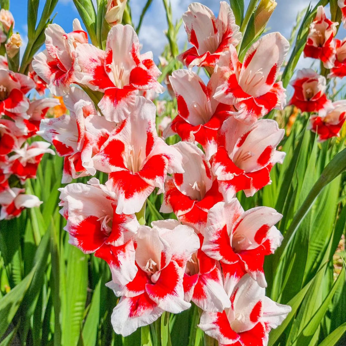 Red and White Gladiolus Flower Seeds for Planting