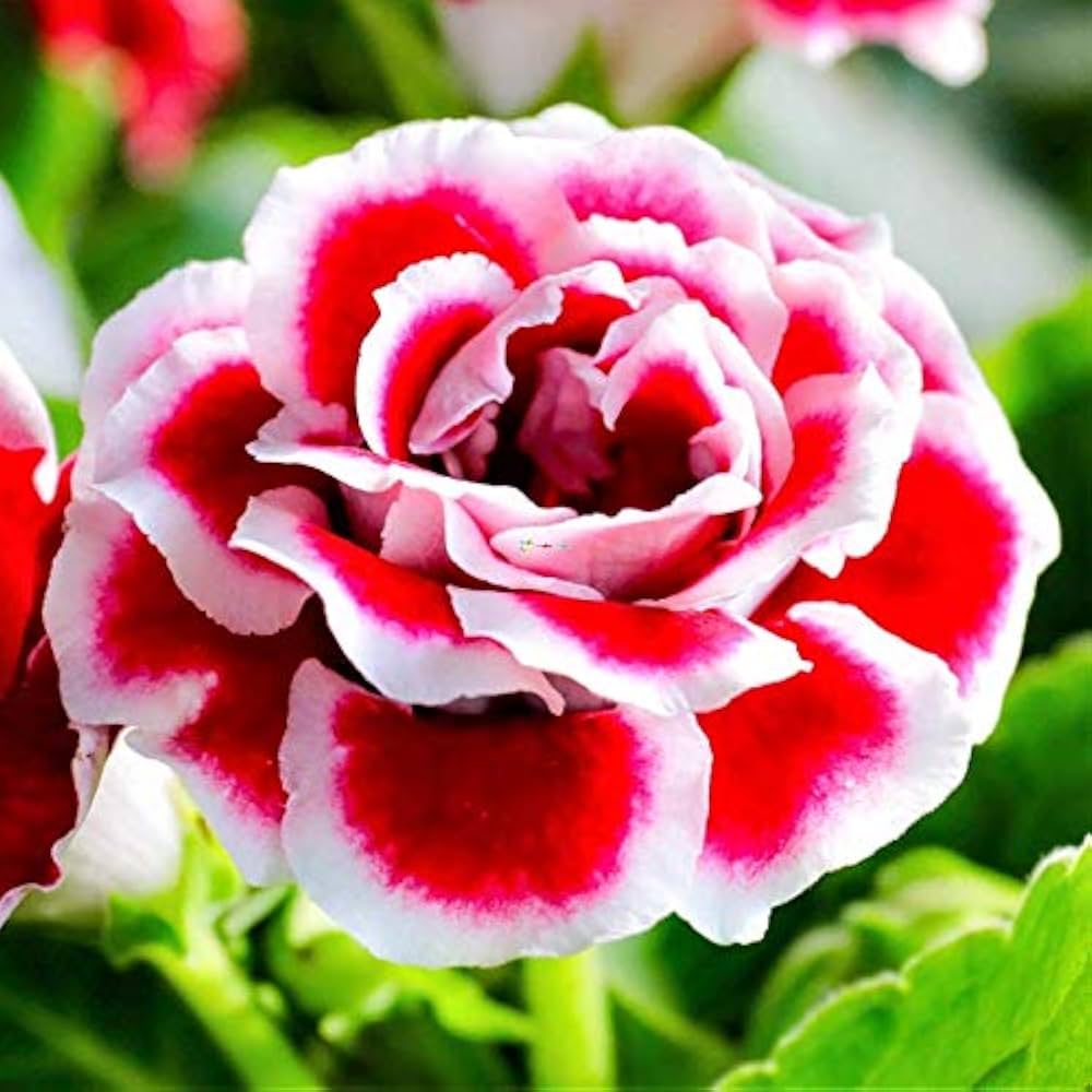 Red White Gloxinia Flower Seeds for Planting