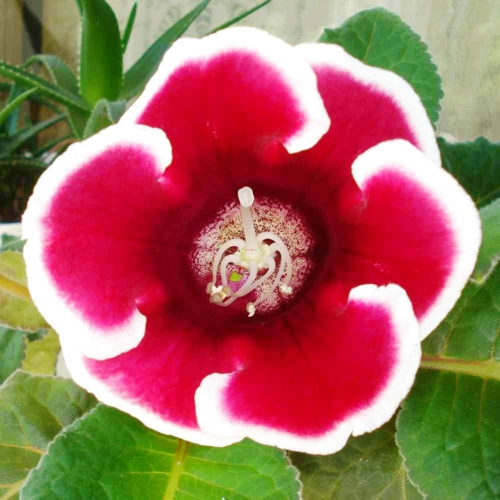 Red and White Gloxinia Flower Seeds for Planting