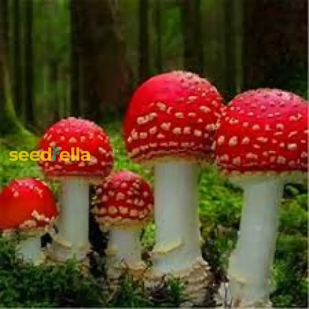 Red & White Mushroom Vegetable Seeds For Easy Planting Seeds