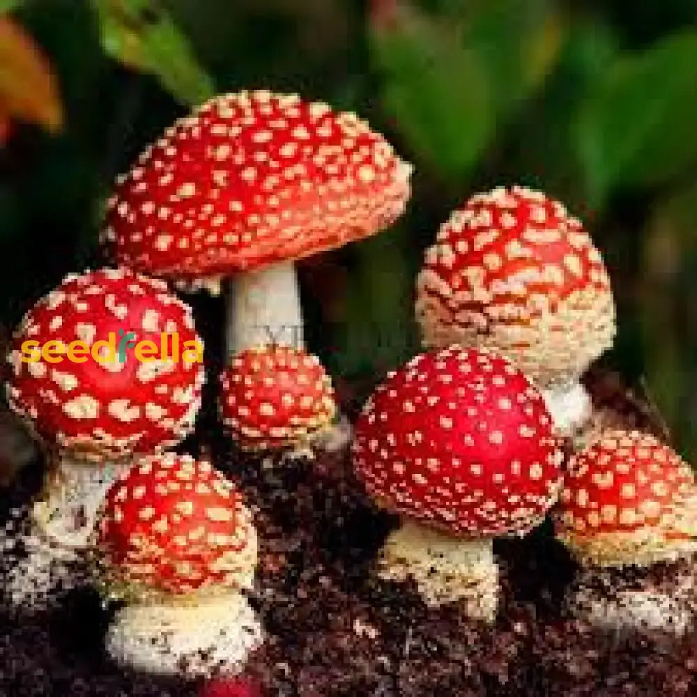 Red & White Mushroom Vegetable Seeds For Easy Planting Seeds