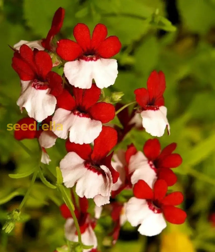 Red White Nemesia Strumosa Flower Seeds