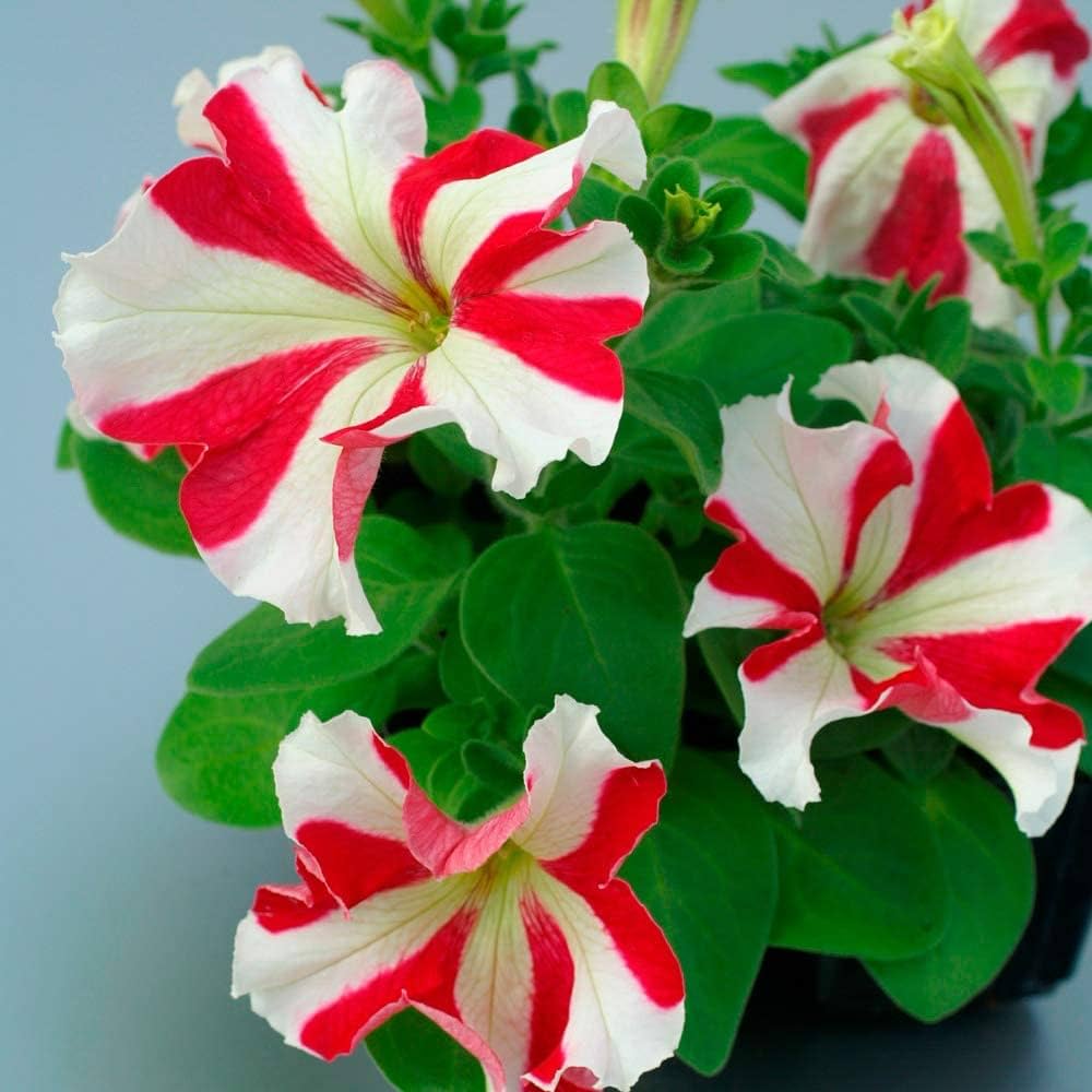 Red and White Oblique Petunia Flower Seeds for Planting