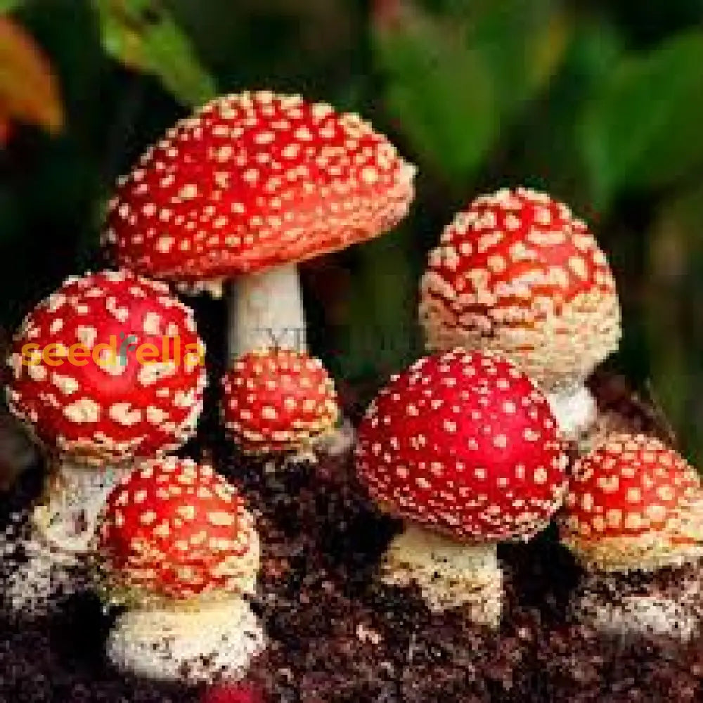 Red and white ornamental mushroom spores for growing