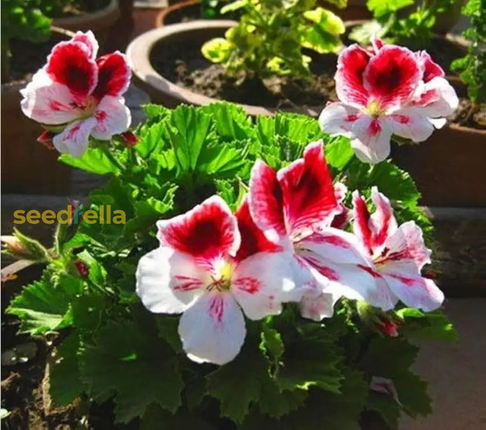 Red White Pelargonium Seeds For Planting  Vibrant Perennial Flowers Flower