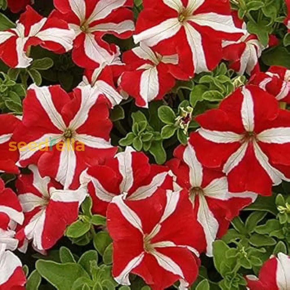 Red White Petunia Flower Seeds Planting