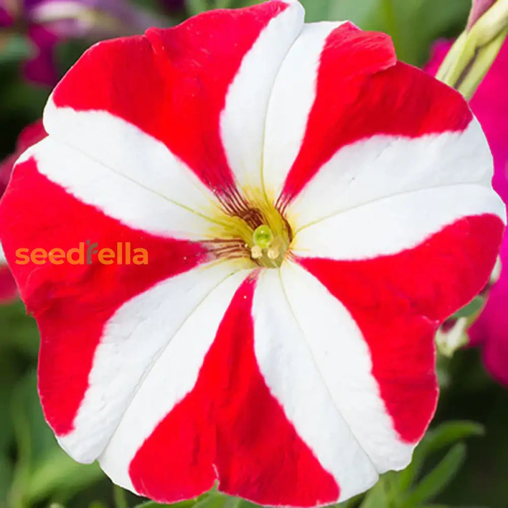 Red White Petunia Flower Seeds Planting