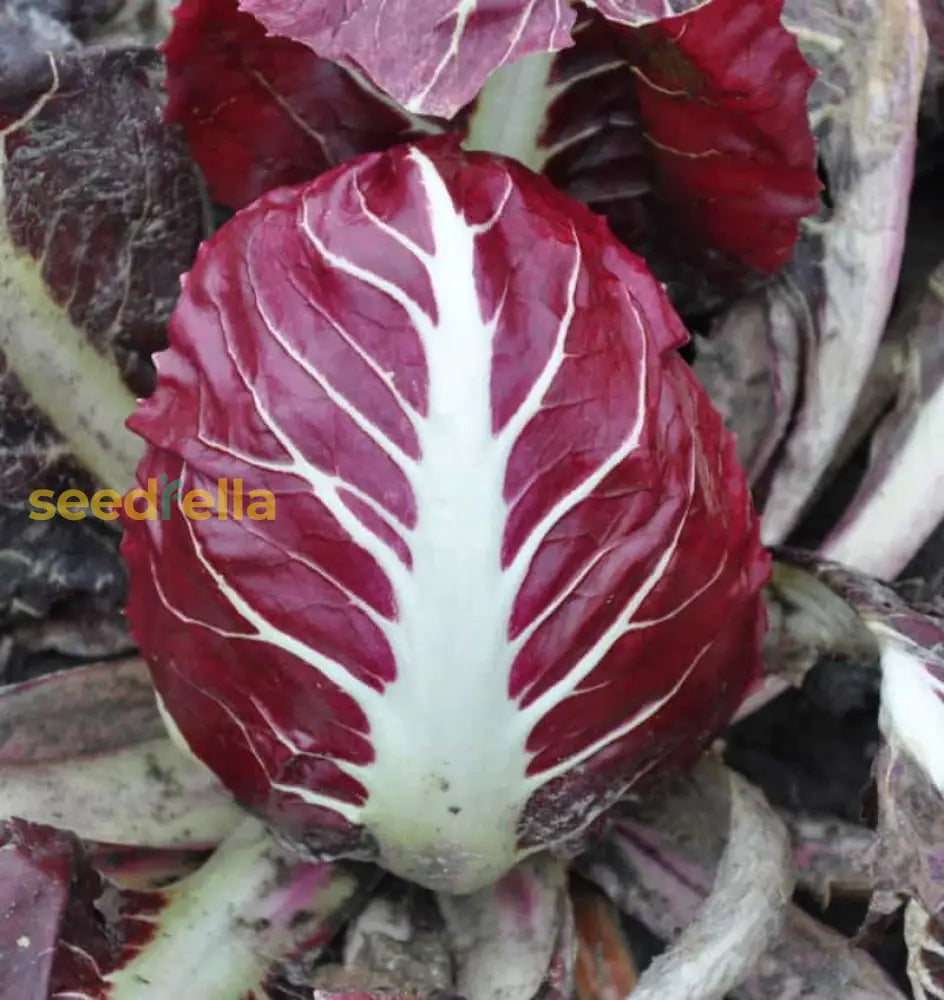 Red and white radicchio heads forming