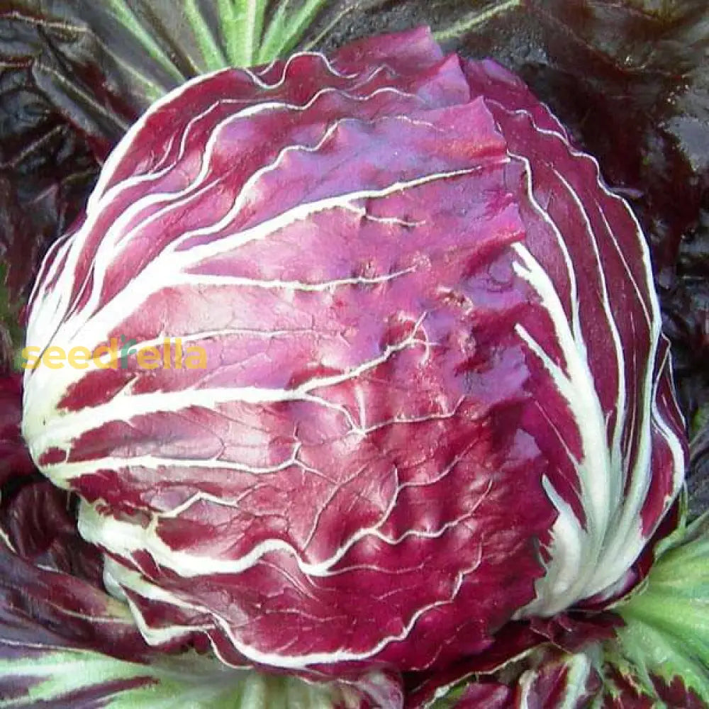Red and white radicchio vegetable seeds for planting