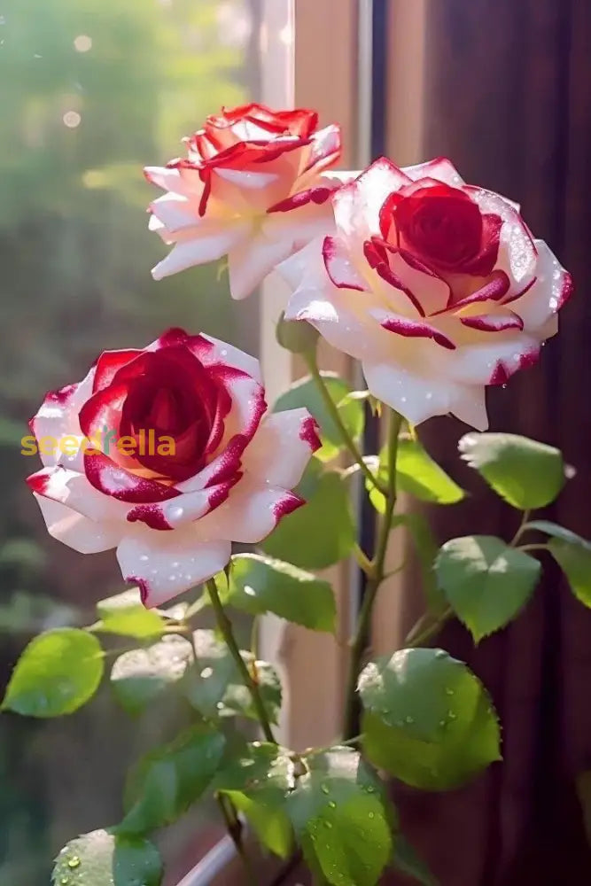 Red & White Rose Flower Seeds For Planting - Add Elegant Roses To Your Garden