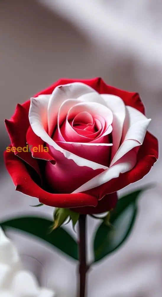 Red & White Rose Flower Seeds For Planting - Add Elegant Roses To Your Garden