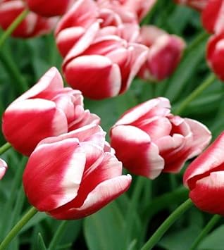Red & White Tulip Seeds for Planting