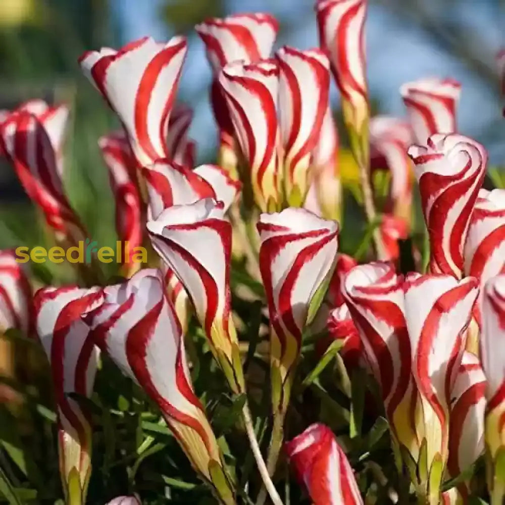 Red White Versicolor Flower Seeds Planting