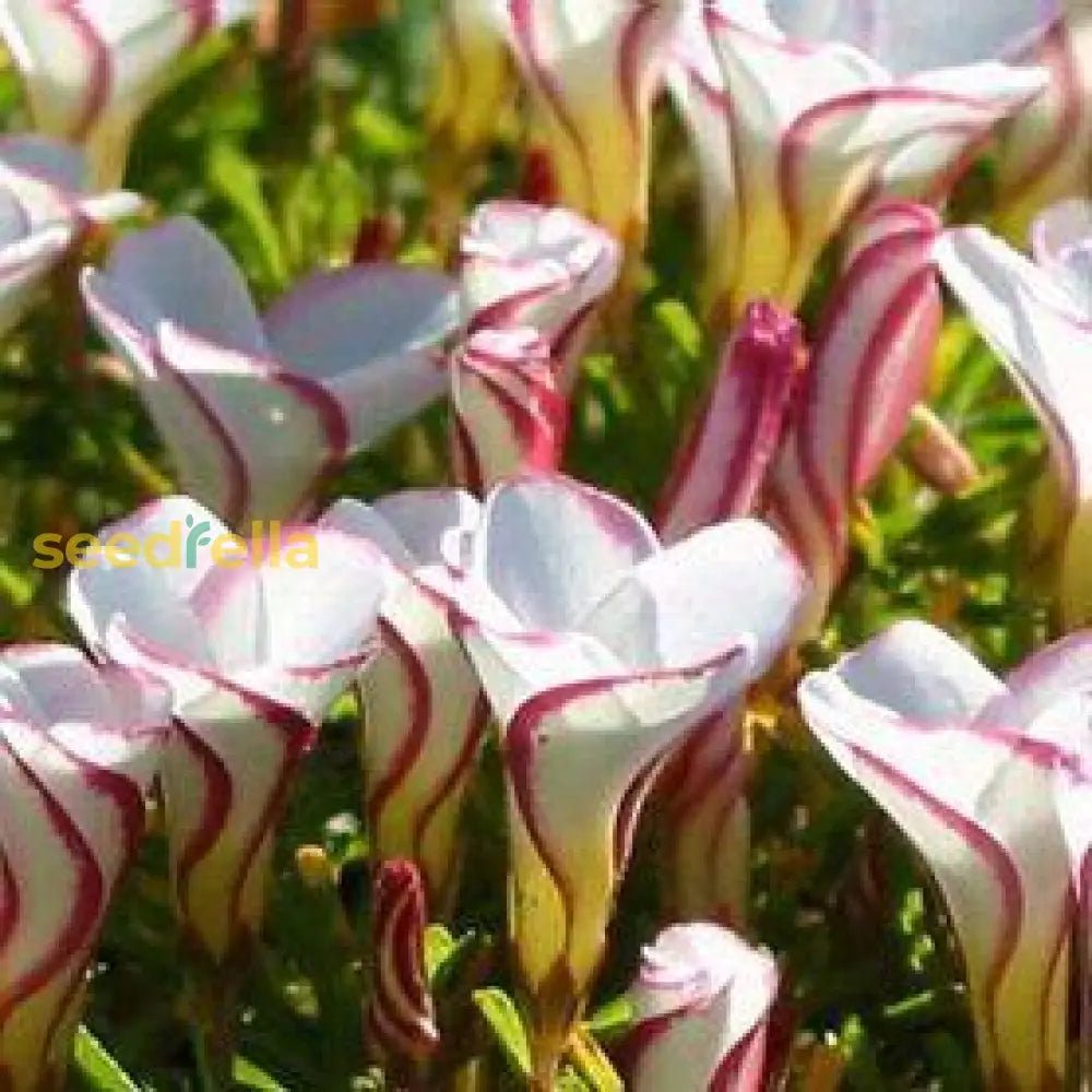 Red White Versicolor Flower Seeds Planting