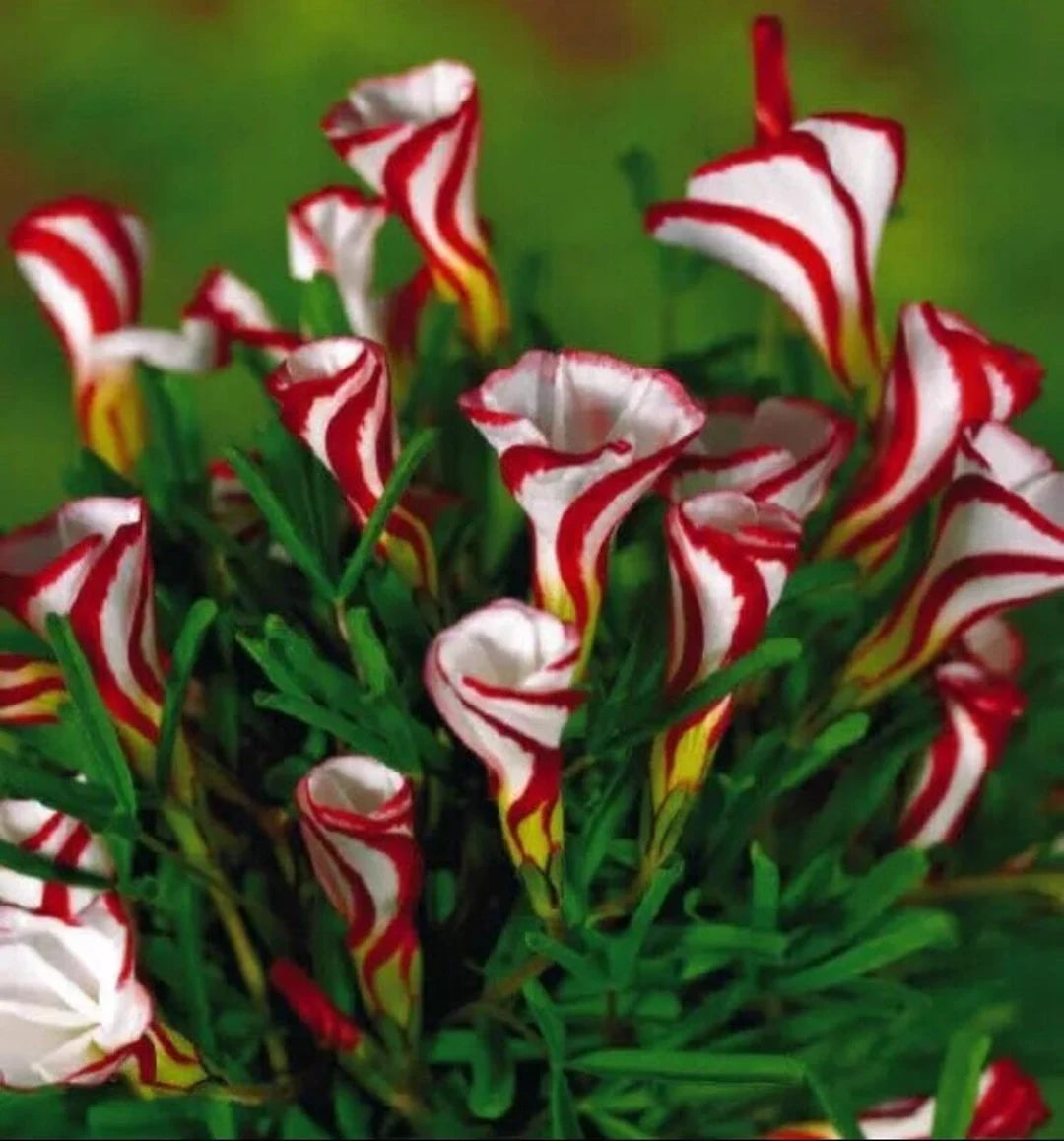 Red White Versicolor Flower Seeds for Planting