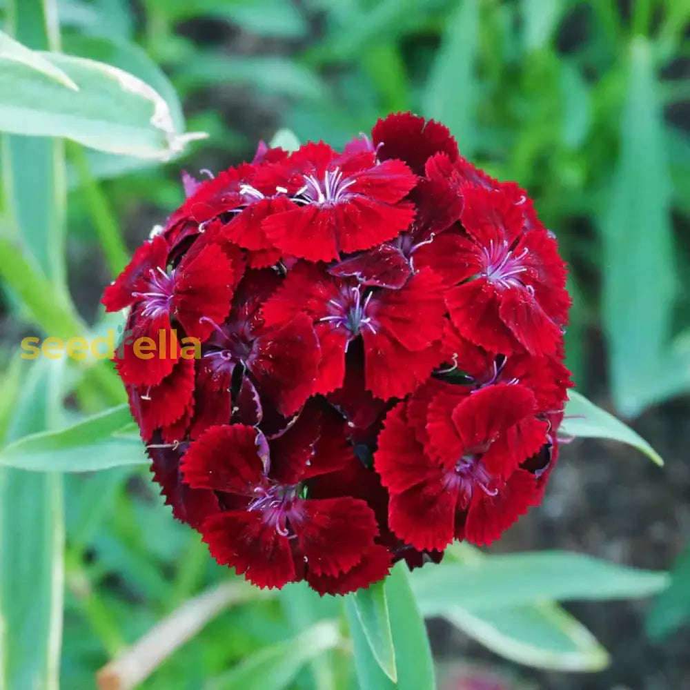 Red William Flower Seeds Planting