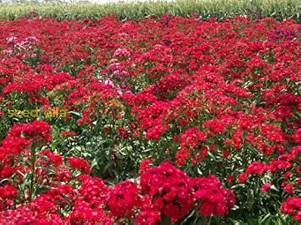 Red William Flower Seeds Planting