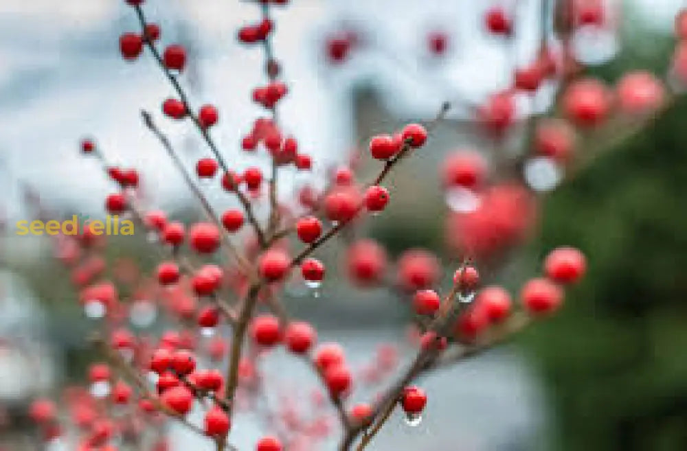 Red Winterberry Bush with Bright Berries