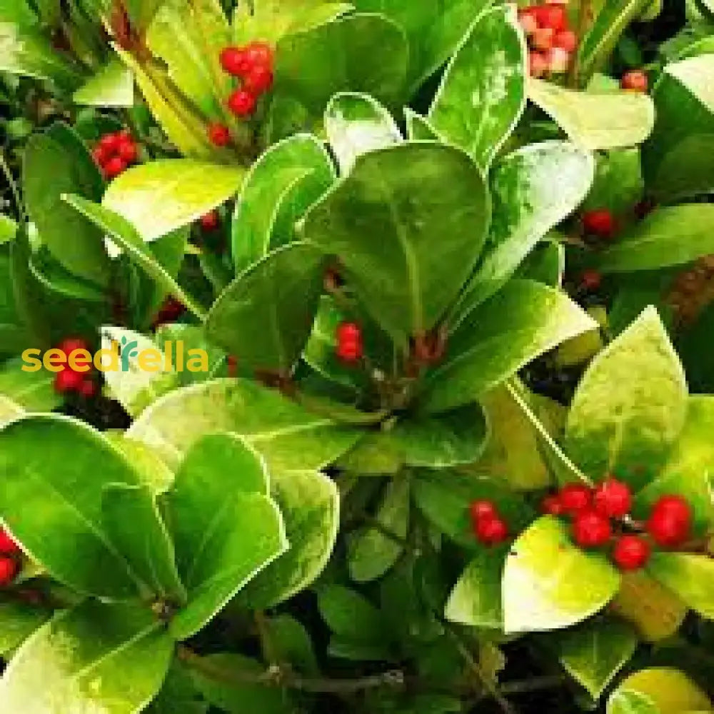 Red Wintergreen Fruit Planting Seeds For Perennial Gardens  Grow Edible Berries