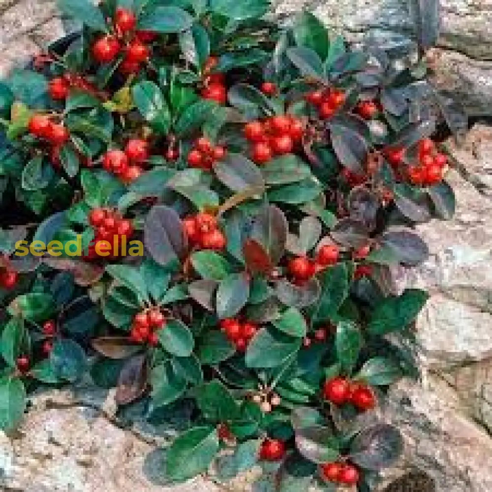 Red Wintergreen Fruit Planting Seeds For Perennial Gardens  Grow Edible Berries