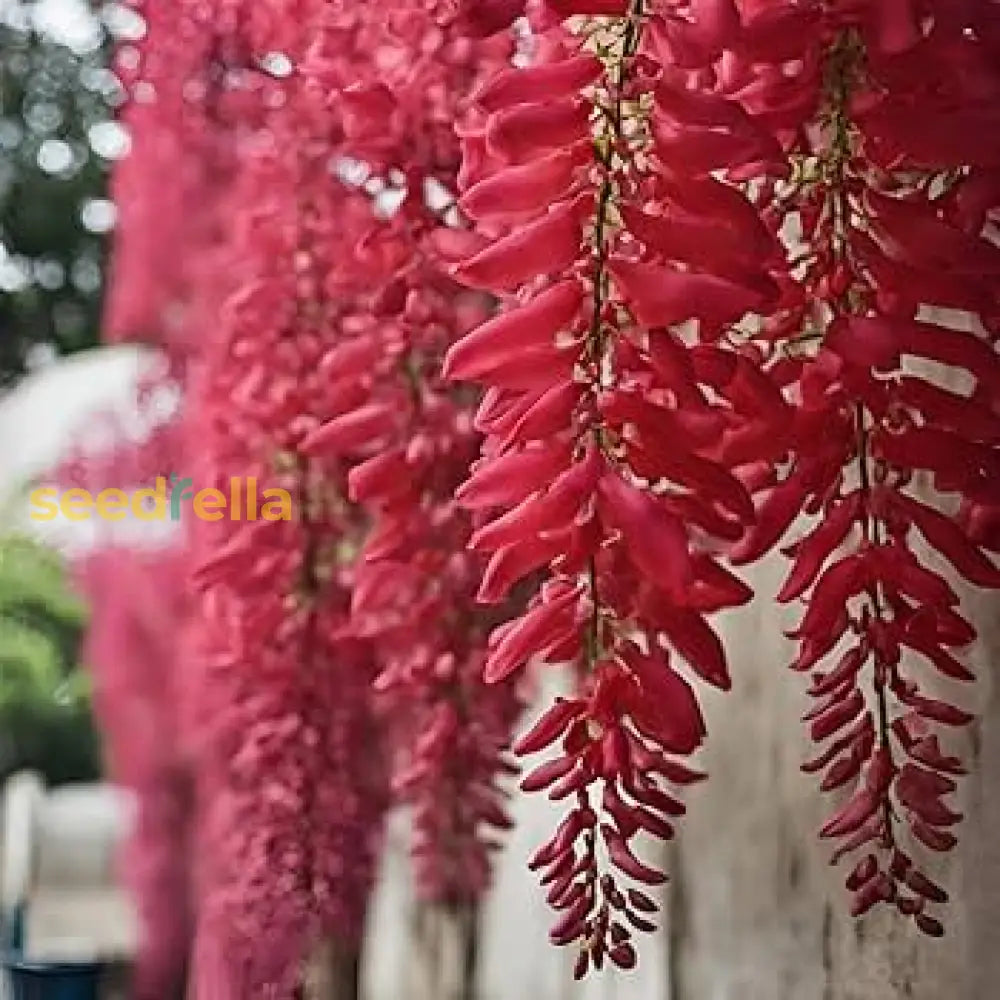 Red Wisteria Tree Seeds For Planting