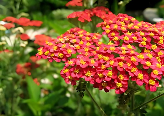 Red Yarrow perennial grown from seeds in meadow garden