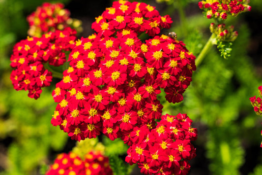 Red Yarrow seeds Achillea millefolium Rubra