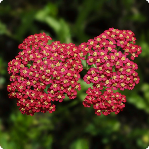 Red Yarrow seeds Achillea millefolium scarlet flowers