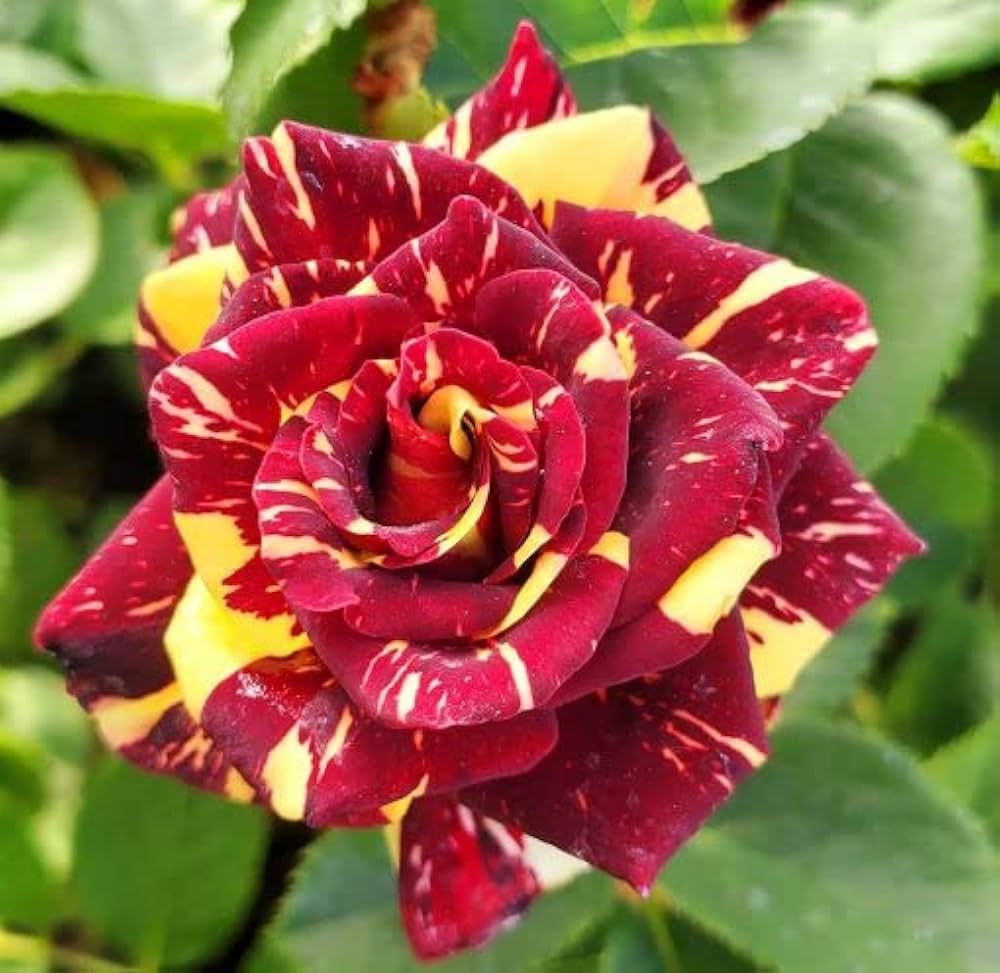 Red Yellow Abracadabra Flower Seeds for Planting