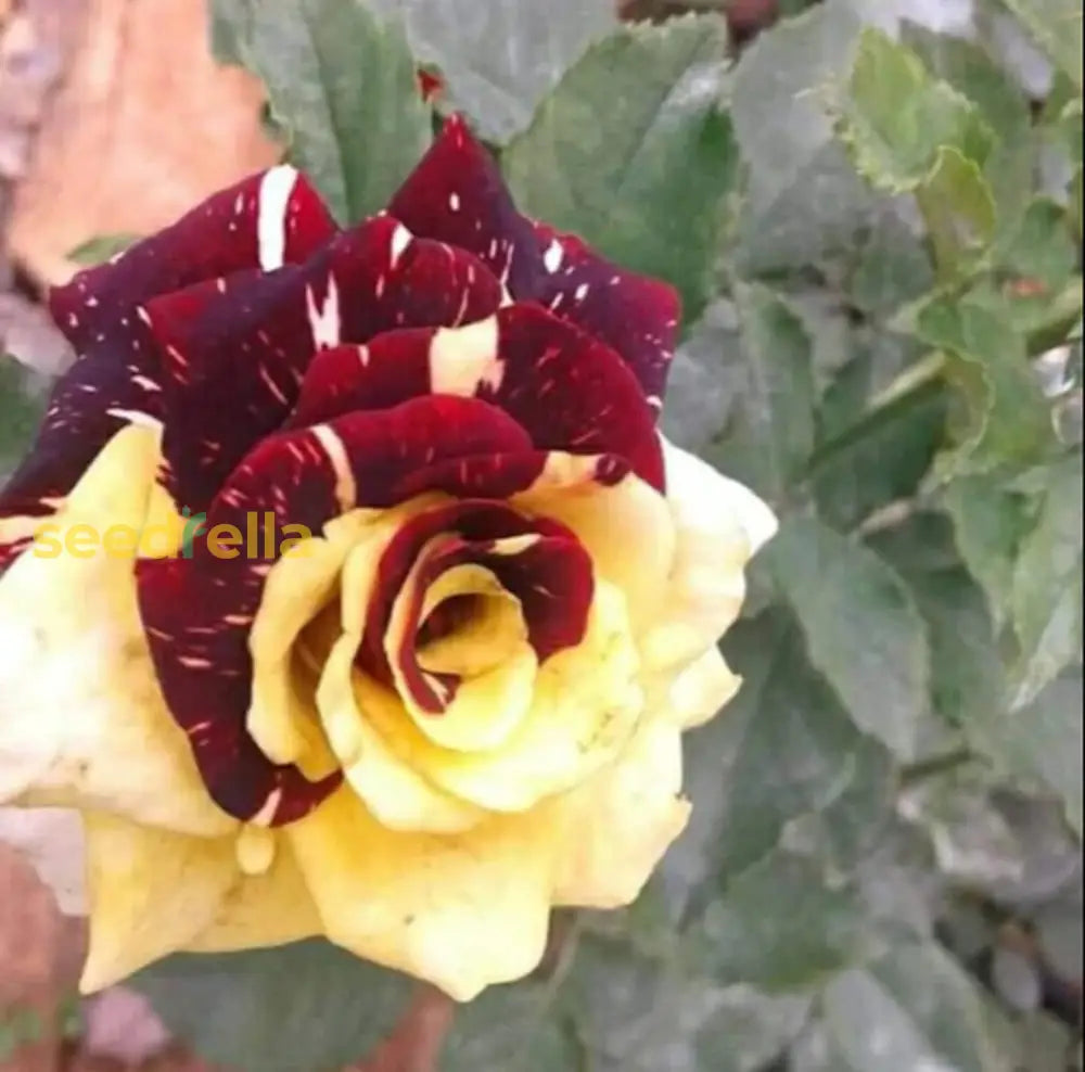 Red Yellow Abracadabra Flower Seeds Planting