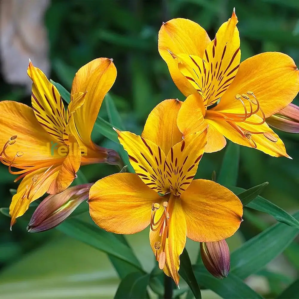 Red Yellow Alstroemeria Flower Seeds Planting