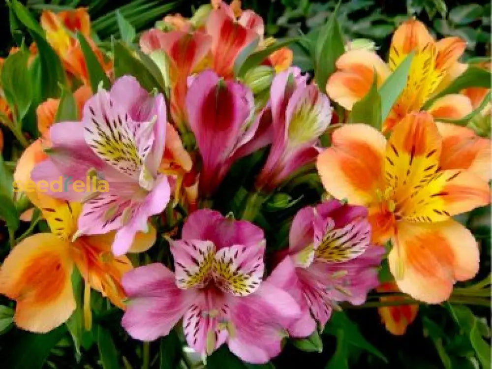 Red Yellow Alstroemeria Flower Seeds Planting