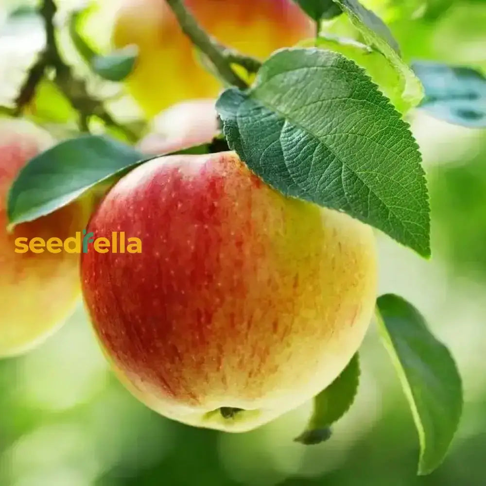 Red & Yellow Apple Fruit Seeds For Easy Planting