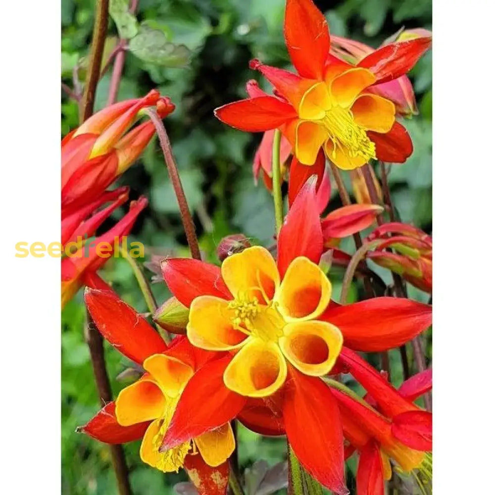 Red Yellow Aquilegia Flower Seeds Planting