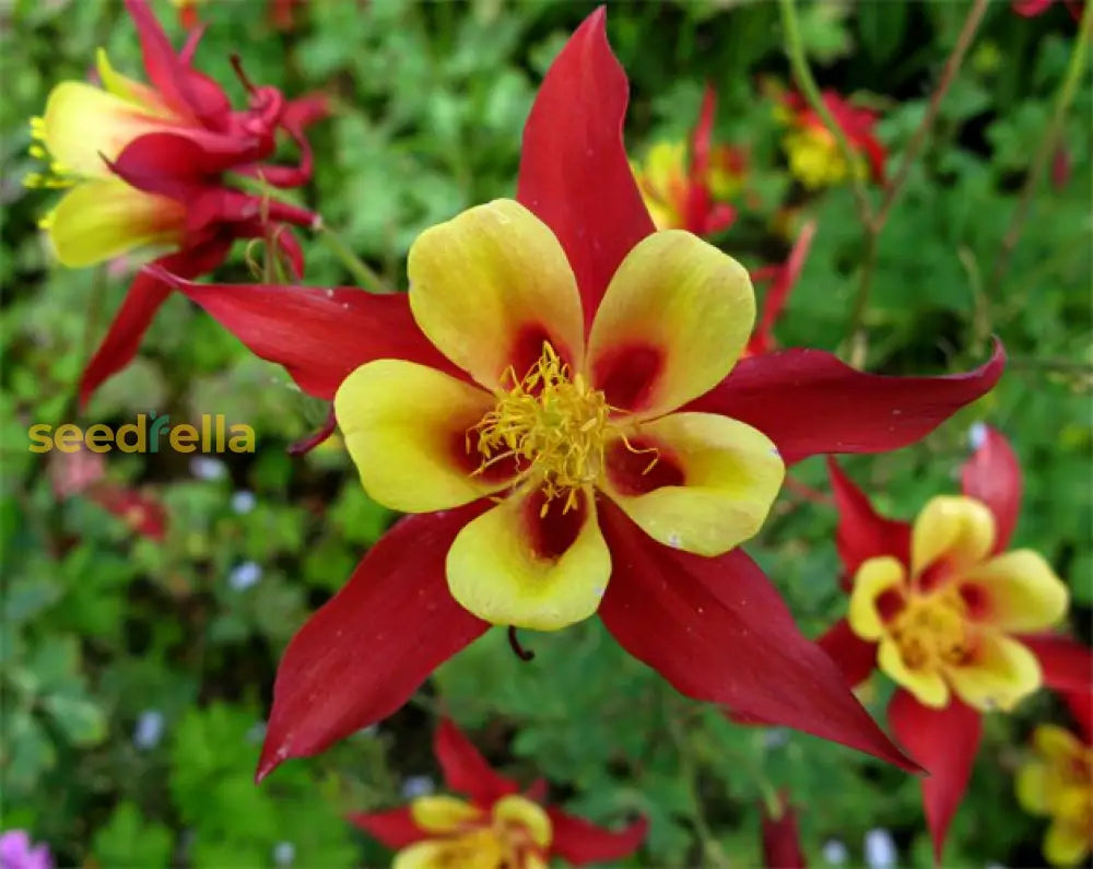 Red Yellow Aquilegia Flower Seeds Planting