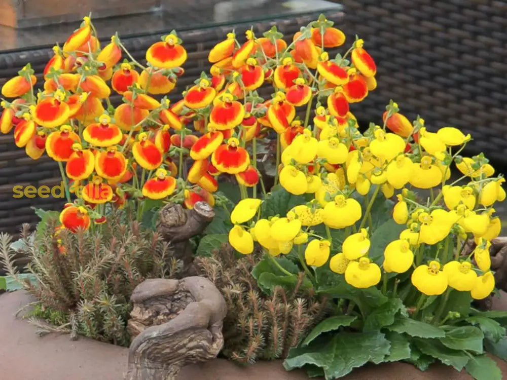 Red Yellow Calceolaria Flower Seeds Planting