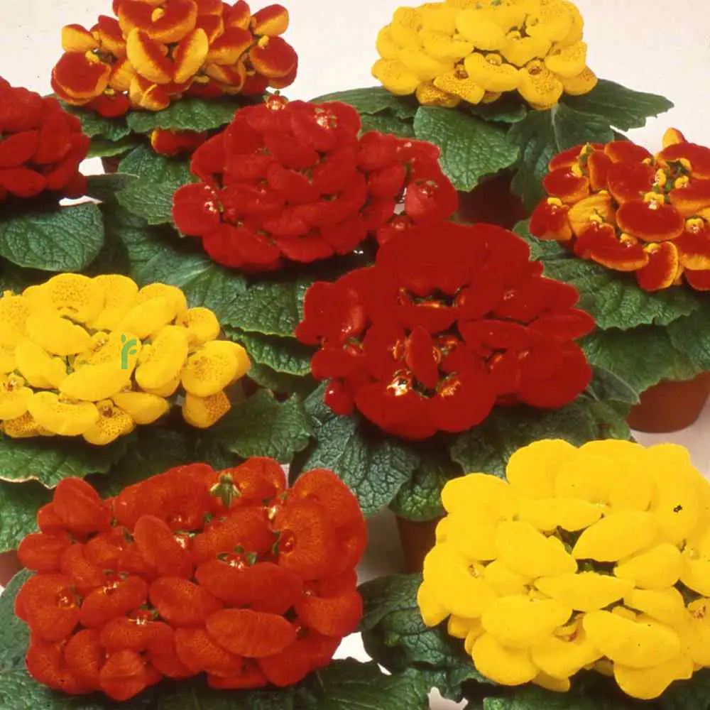 Red Yellow Calceolaria Flower Seeds Planting