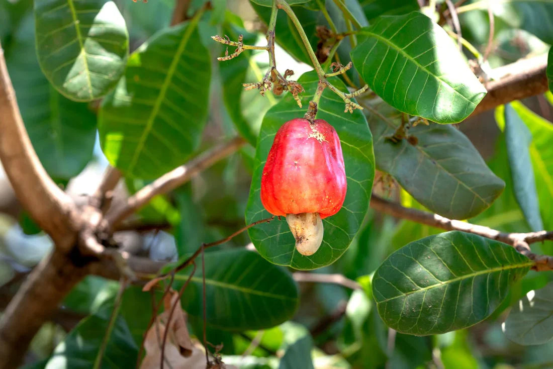 Red and yellow cashew fruit with attached nuts