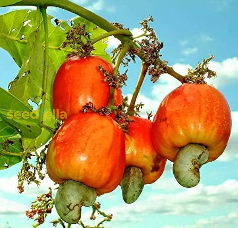 Red Yellow Cashew Tree Seeds Planting Nutty Fruit