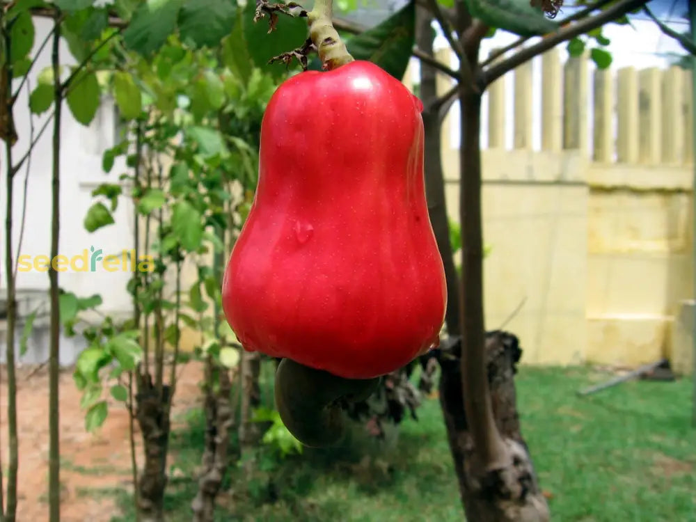 Red Yellow Cashew Tree Seeds Planting Nutty Fruit