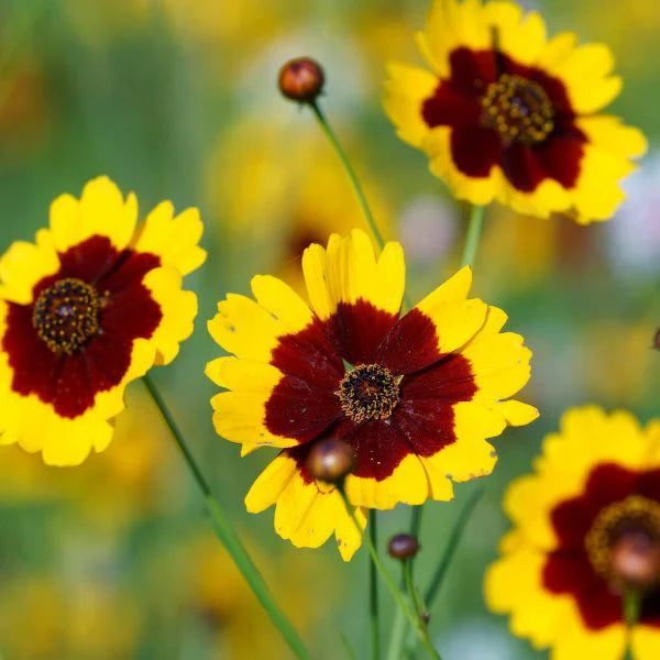 Red Yellow Coreopsis Flower Seeds for Planting – Vibrant Garden Blooms