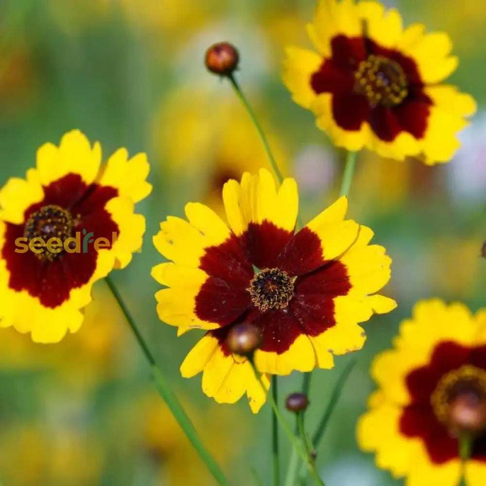 Red Yellow Coreopsis Flower Seeds Planting