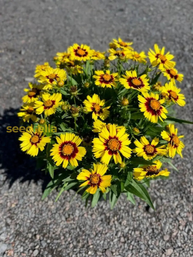 Red Yellow Coreopsis Flower Seeds Planting