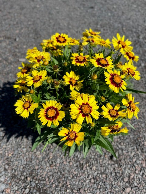 Red and Yellow Coreopsis Planting Seeds – Bright Garden Flowers