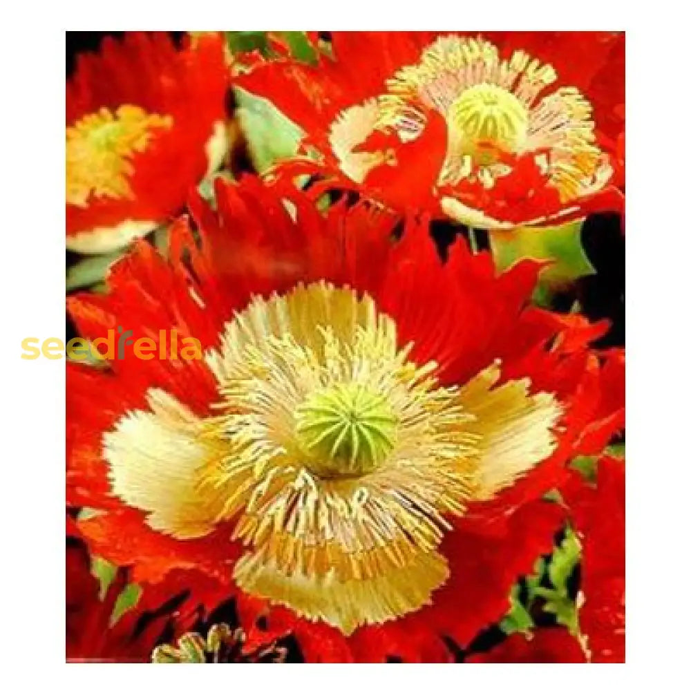 Red Yellow Danish Flag Flower Seeds For Planting  Vibrant Annuals A Colorful Garden