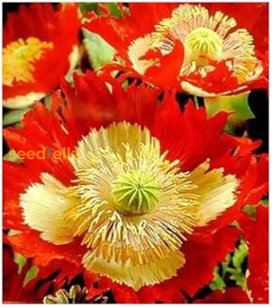 Red Yellow Danish Flag Flower Seeds For Planting  Vibrant Annuals A Colorful Garden